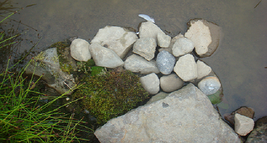 MOSS and STONES